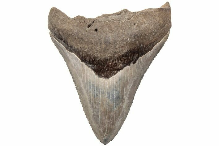 Serrated, 2.92" Juvenile Megalodon Tooth - South Carolina